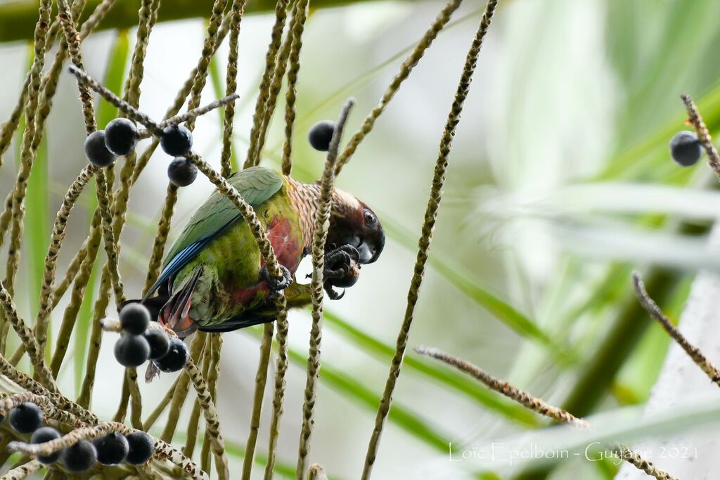 Conure versicolore