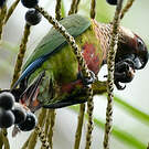 Conure versicolore