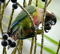 Painted Parakeet