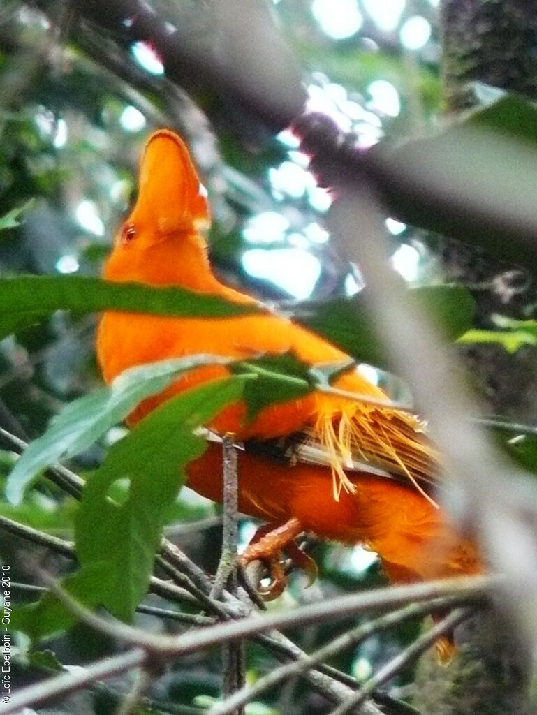 Coq-de-roche orange