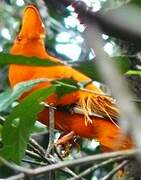 Guianan Cock-of-the-rock