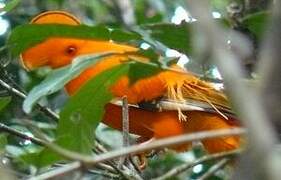 Guianan Cock-of-the-rock