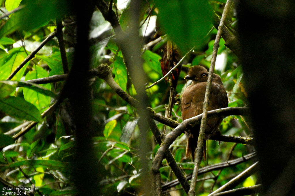 Guianan Cock-of-the-rock