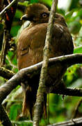 Guianan Cock-of-the-rock