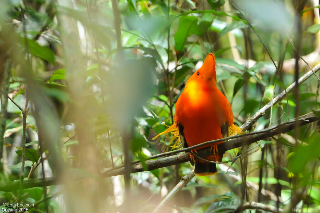 Coq-de-roche orange