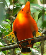 Guianan Cock-of-the-rock