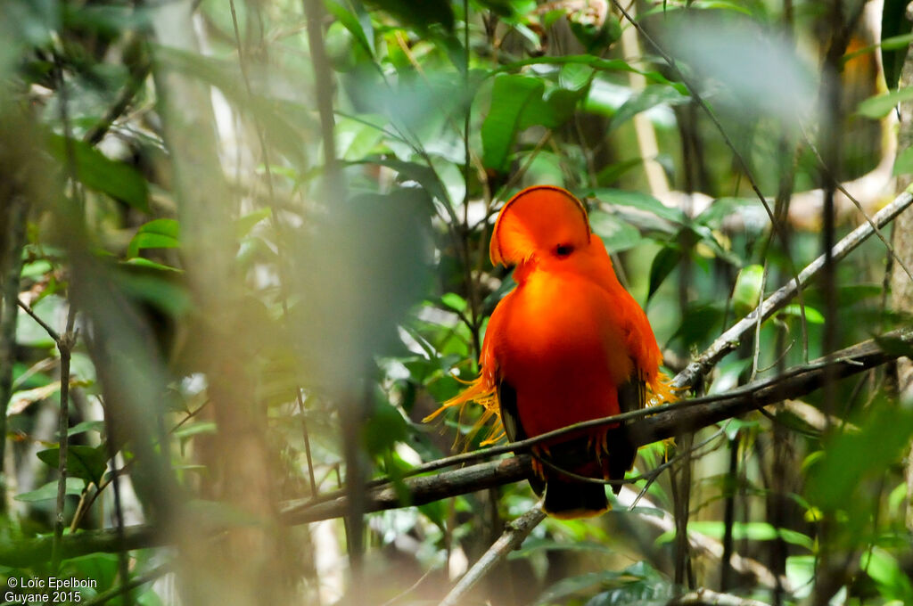 Coq-de-roche orange