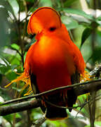 Guianan Cock-of-the-rock