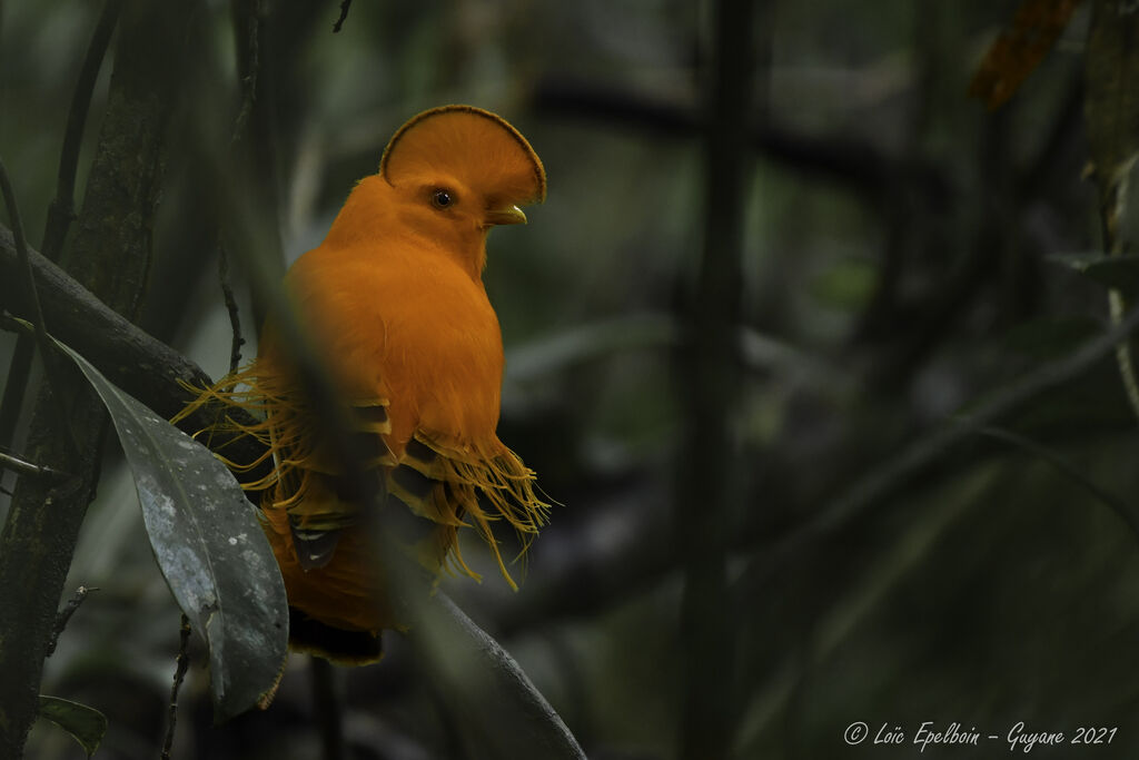 Coq-de-roche orange