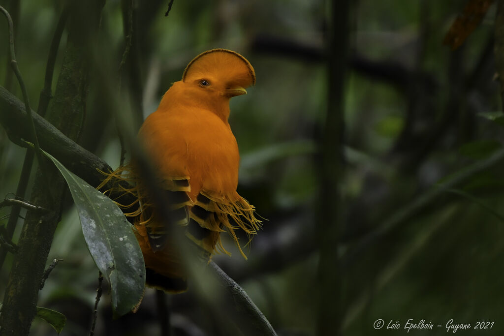 Coq-de-roche orange