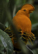 Guianan Cock-of-the-rock