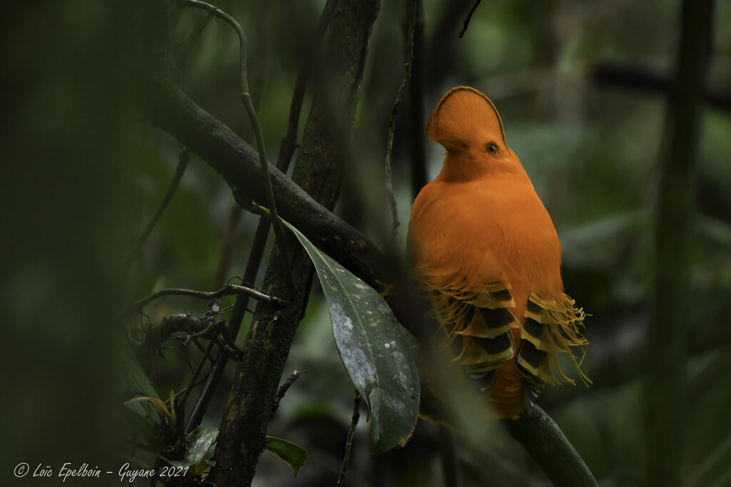 Guianan Cock-of-the-rock