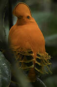 Guianan Cock-of-the-rock