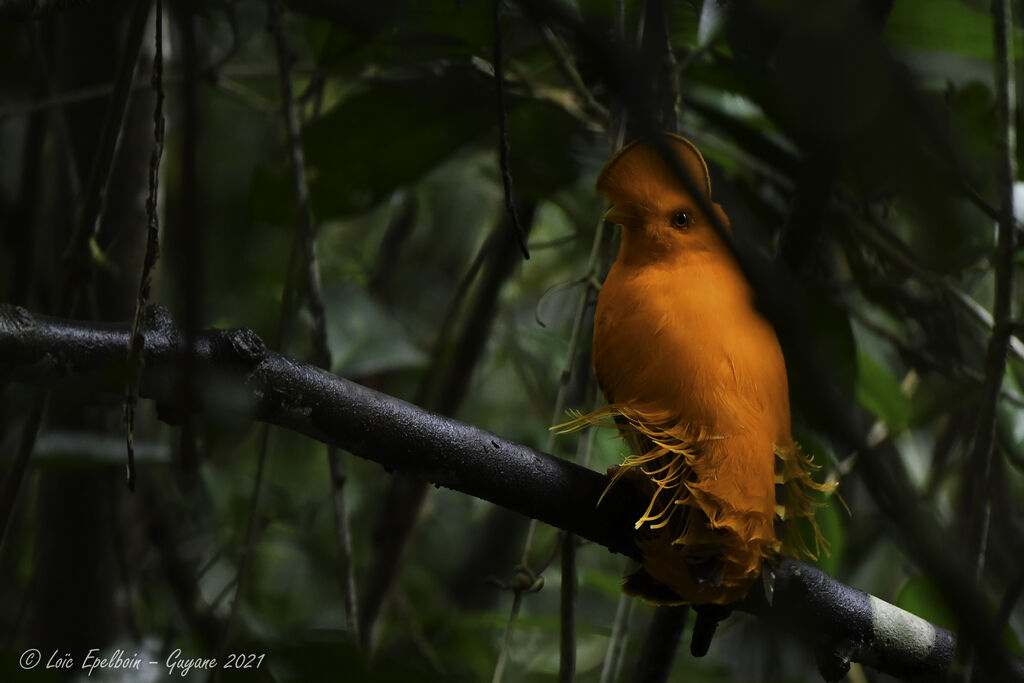 Coq-de-roche orange