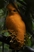 Guianan Cock-of-the-rock