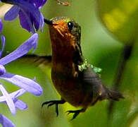 Tufted Coquette