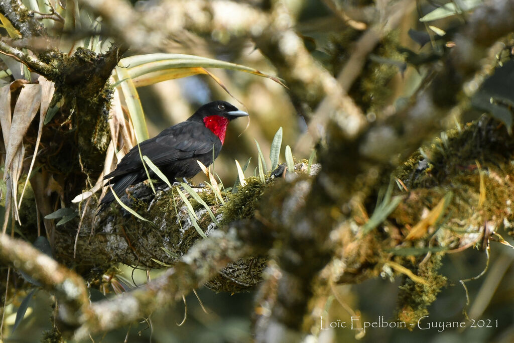 Purple-throated Fruitcrow