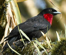 Purple-throated Fruitcrow