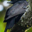 Coracine noire