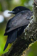 Purple-throated Fruitcrow