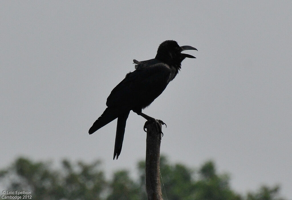 Large-billed Crow