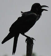 Large-billed Crow