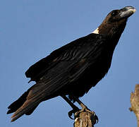 White-necked Raven