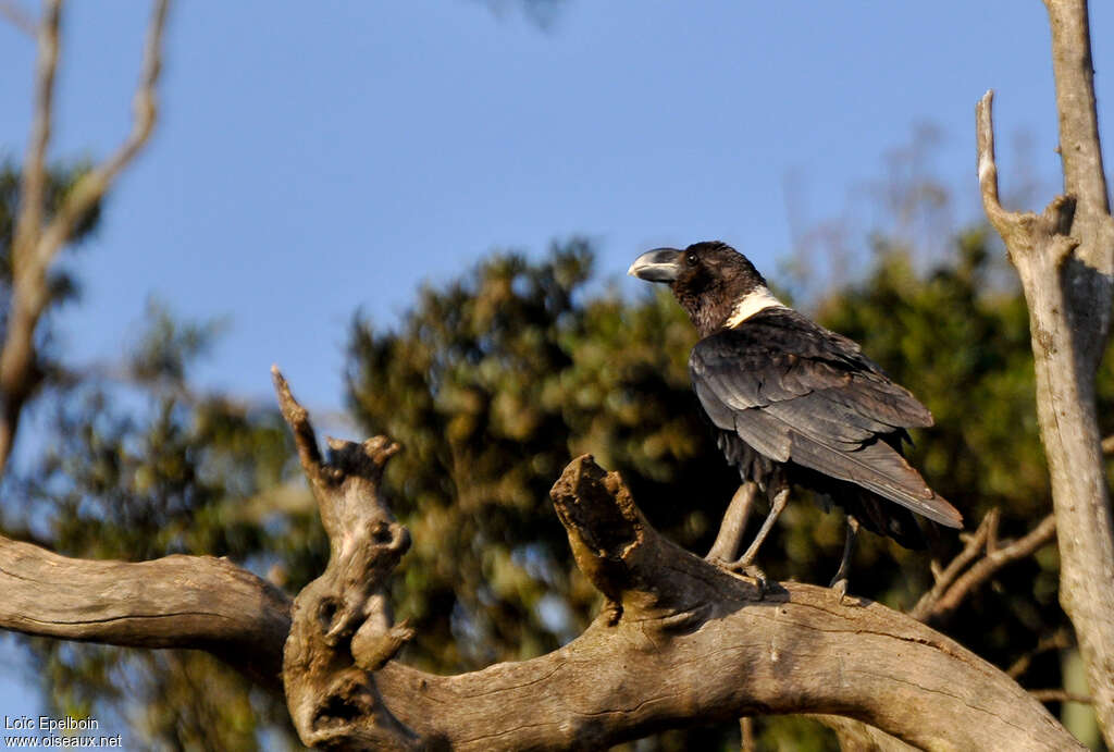 Corbeau à nuque blanche, identification