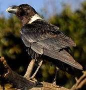 White-necked Raven