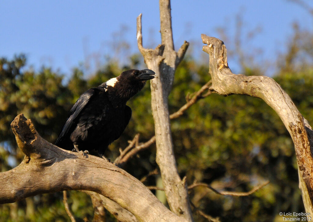 White-necked Raven