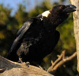 Corbeau à nuque blanche