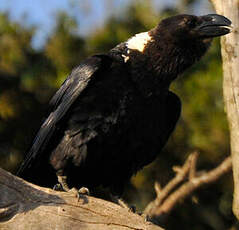 Corbeau à nuque blanche