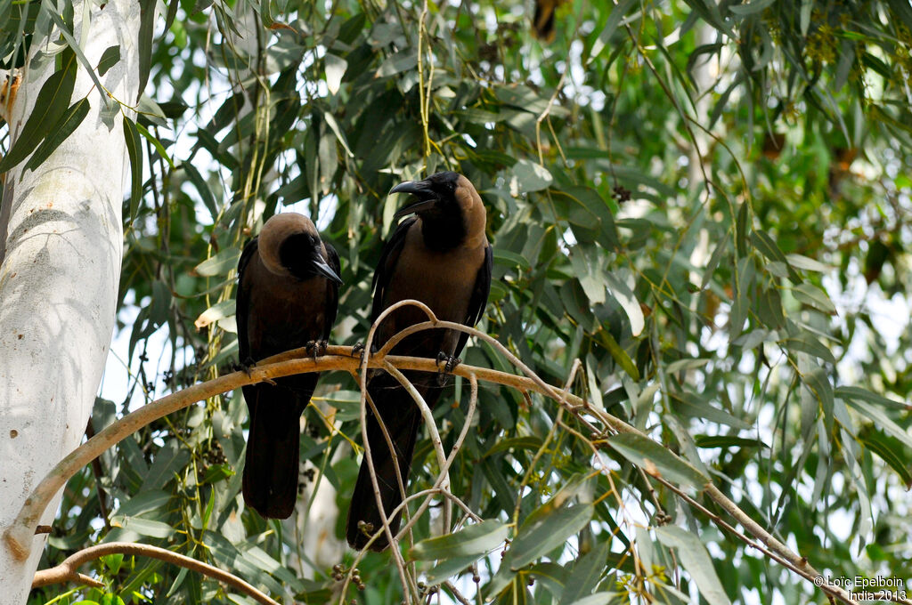 Corbeau familier