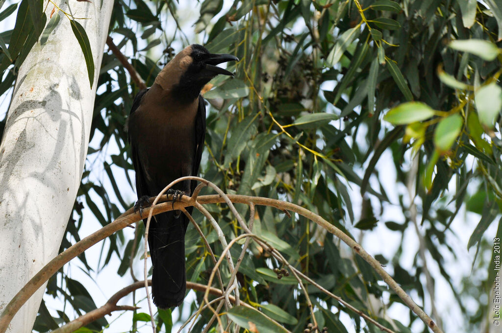 Corbeau familier