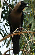 House Crow