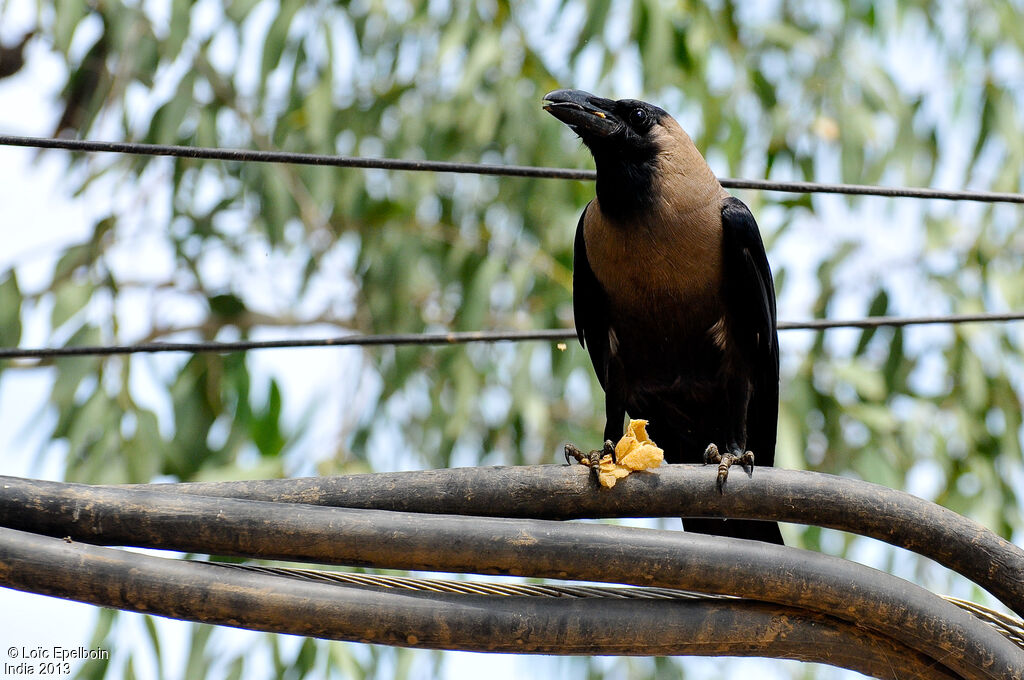 Corbeau familier