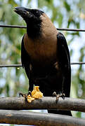 House Crow