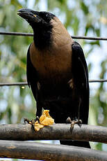 Corbeau familier