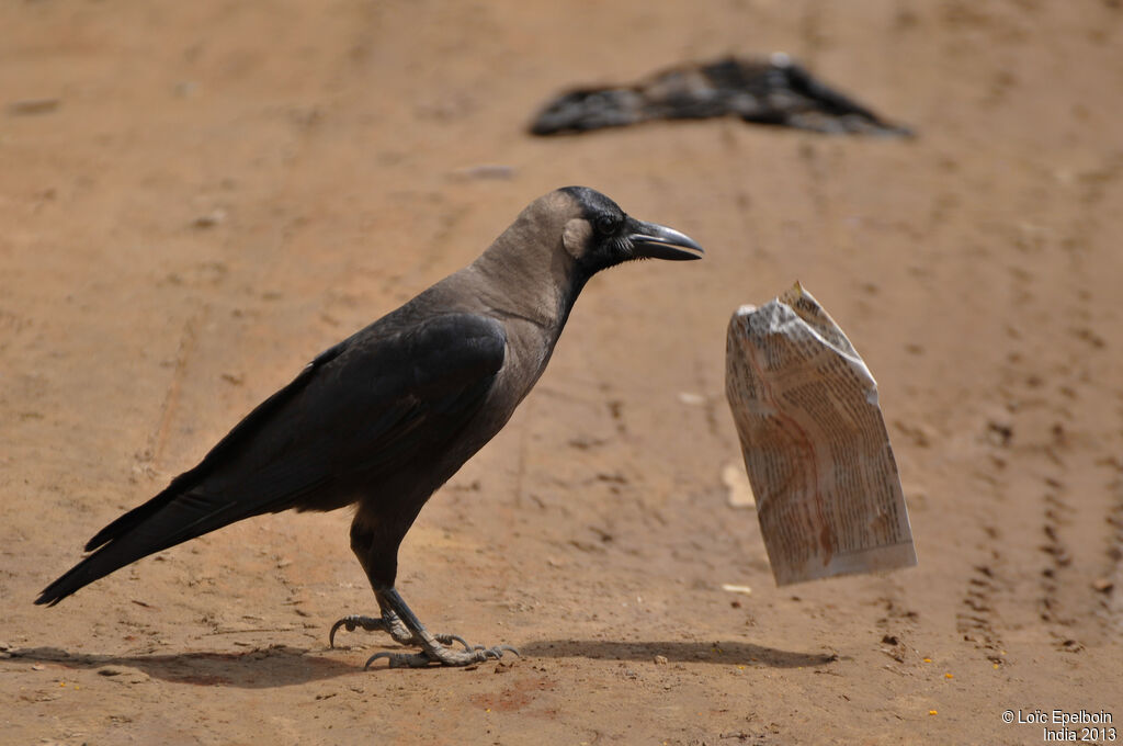 House Crow