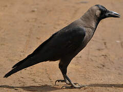 House Crow