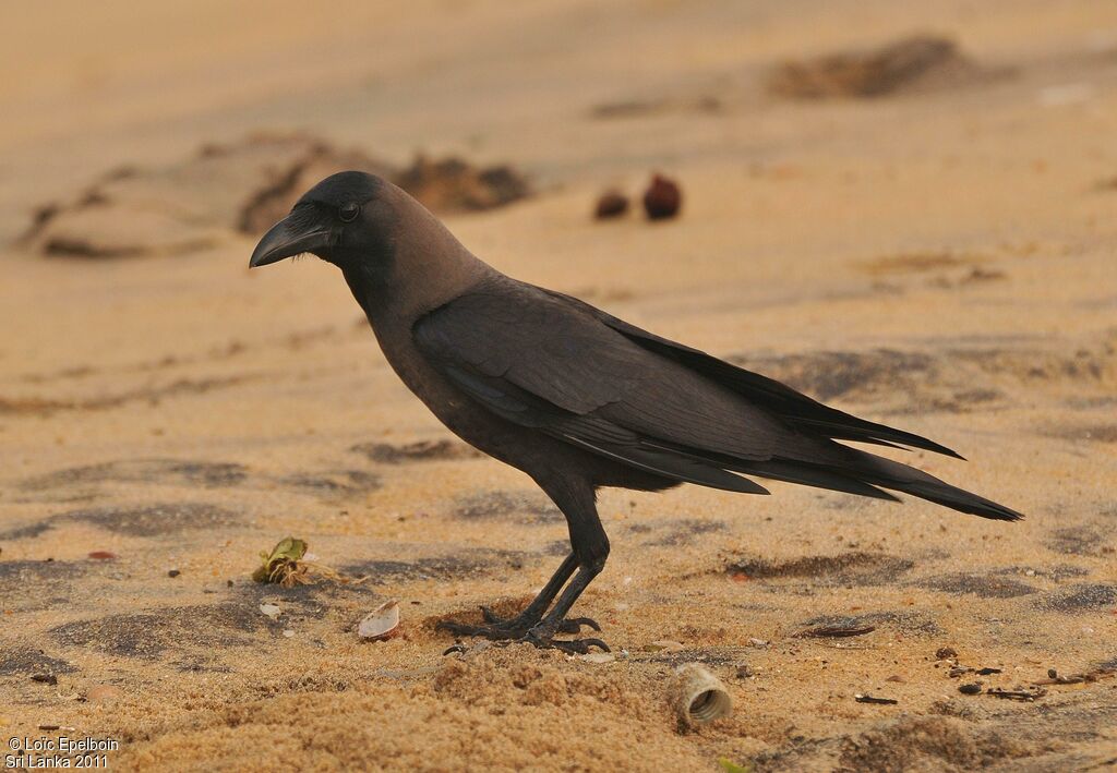 House Crow