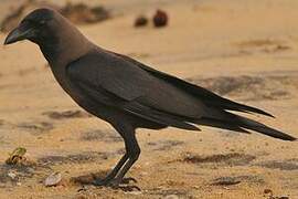 House Crow