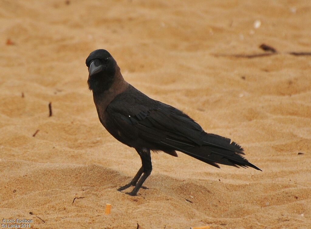 House Crow