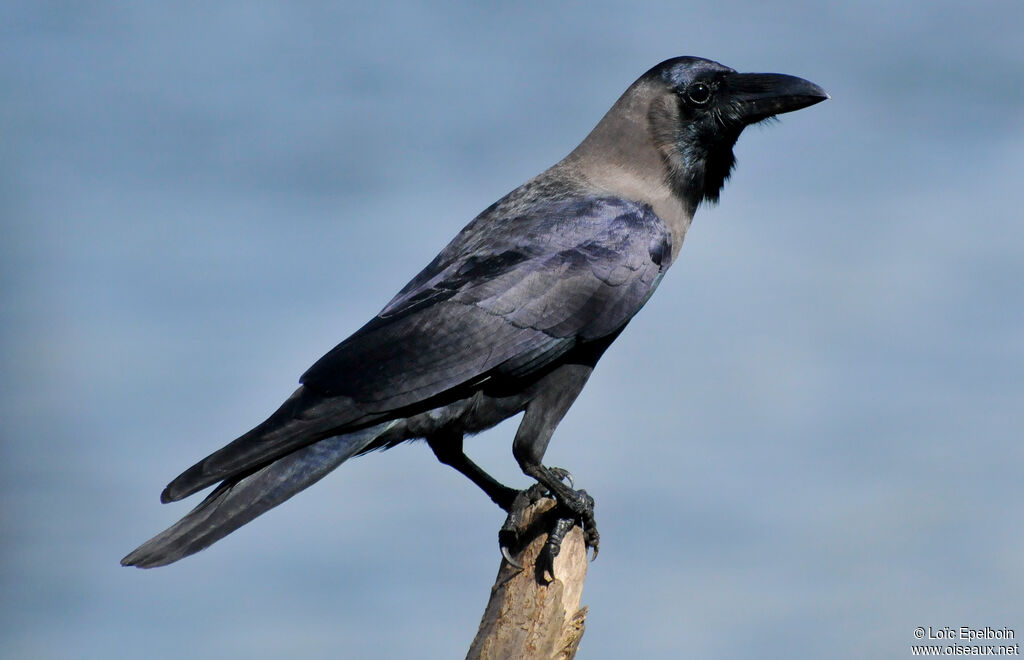 House Crow