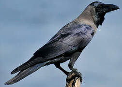 House Crow