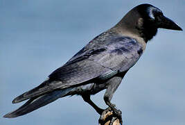 House Crow