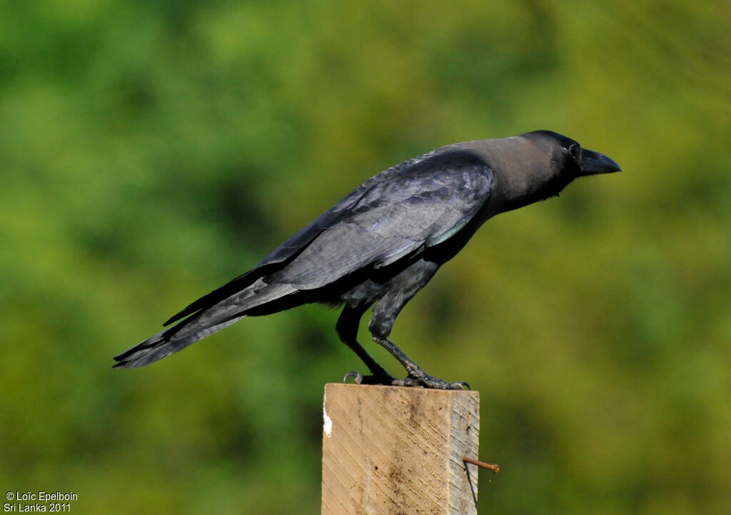 House Crow