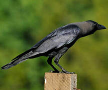 House Crow