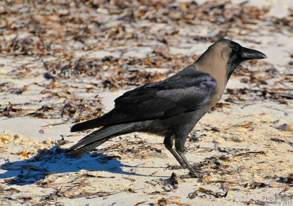 House Crow