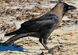 House Crow